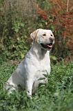 LABRADOR 116